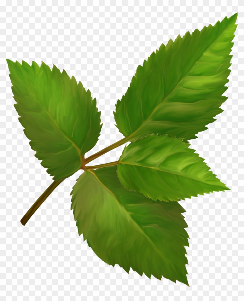 Adika Flower Symphony El - Ulmus Alata #619356