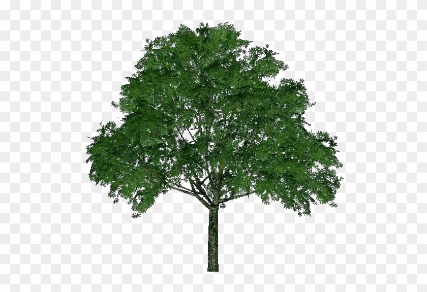 Ohio Horse Chestnut - Acer Campestre Png #619361