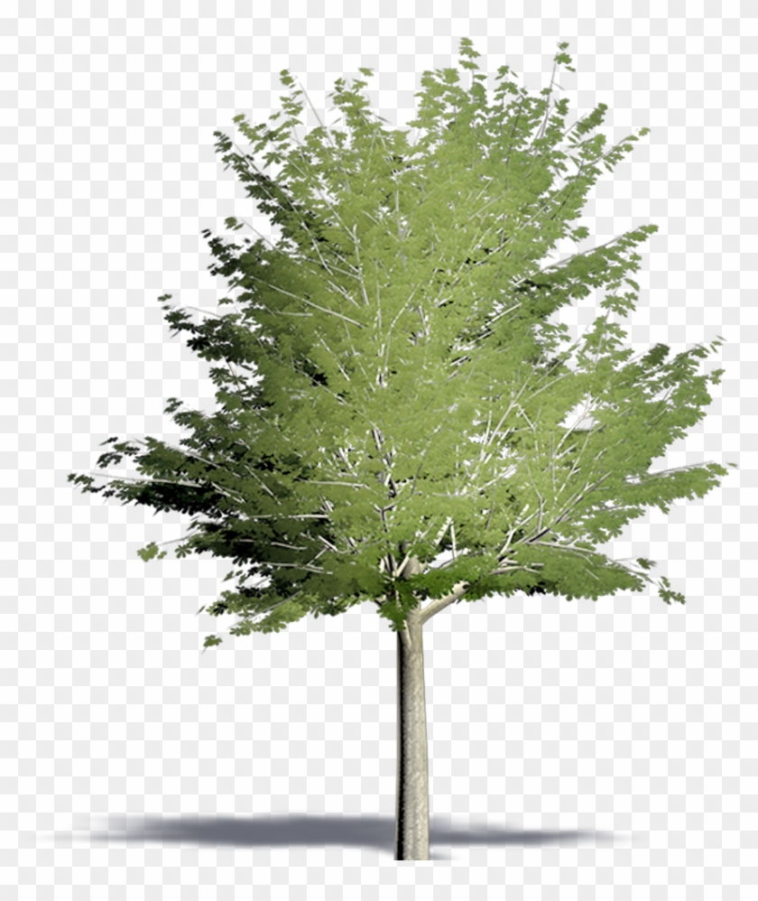 Pine Tree Small Cutout #619386