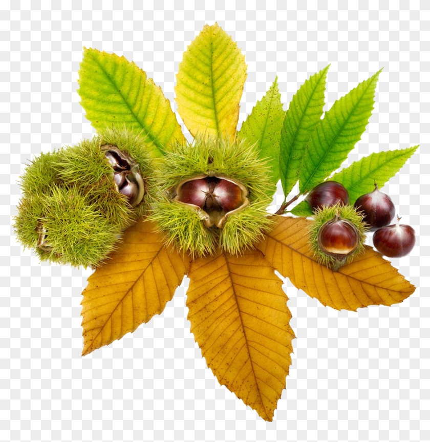 European Horse-chestnut Ohio Buckeye Sweet Chestnut - Horse Chestnut Png Transparent #619394