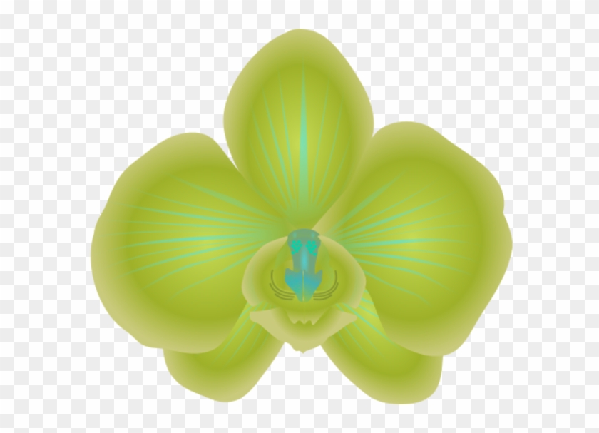Orchid Clipart - Moth Orchid #619625