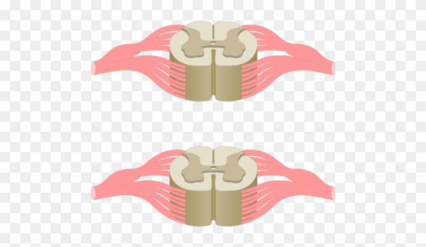 Cross Section Of The Spinal Cord Showing 2 Lumbar Segments, - Central Canal Spinal Cord #619736