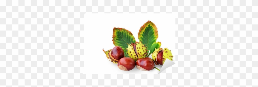 Horse-chestnuts Fruits And Leaf Isolated Wall Mural - Chestnut #619836