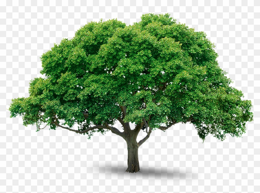 Tree Png Images Pictures - Png Trees Free Download #619862