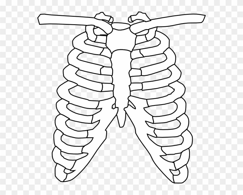 X Ray Clipart - X Ray Line Drawing #622139