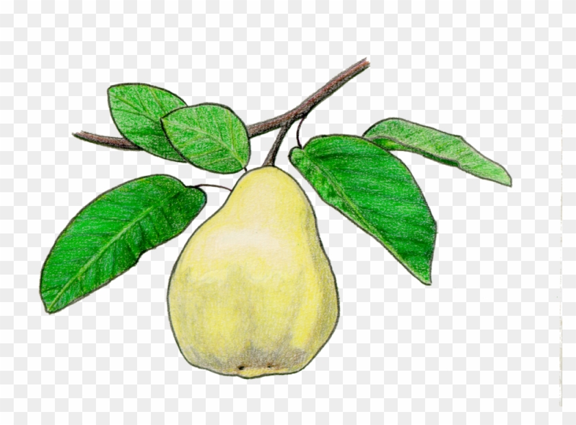 Quince Fruit - Quince Drawing #623049