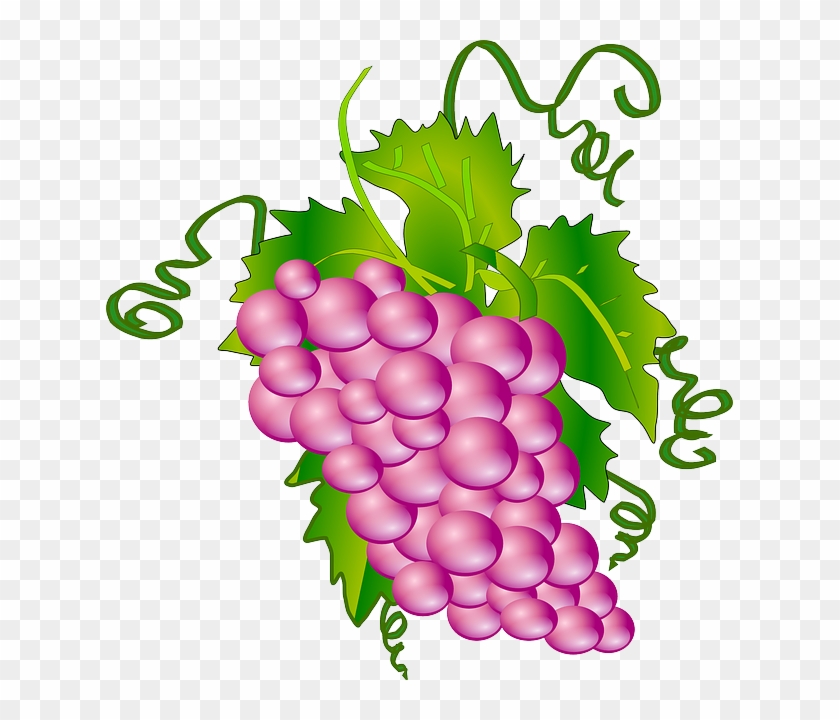 Fruit, Grapes, Tree, Branch, Grape, Plant, Vine - Grapes Clipart #623057