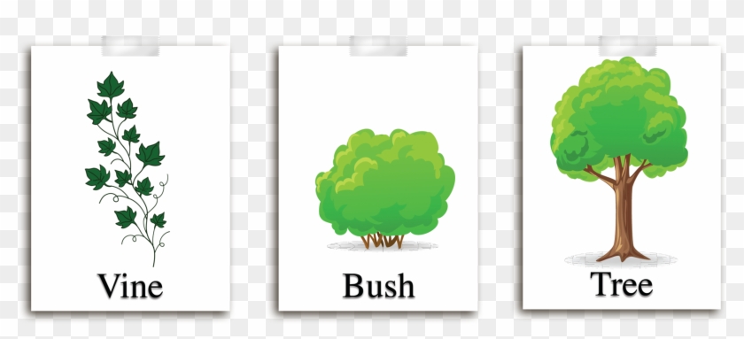 Place The Pictures Of The Tree, Bush, And Vine, On - Three Types Of Plants #623060