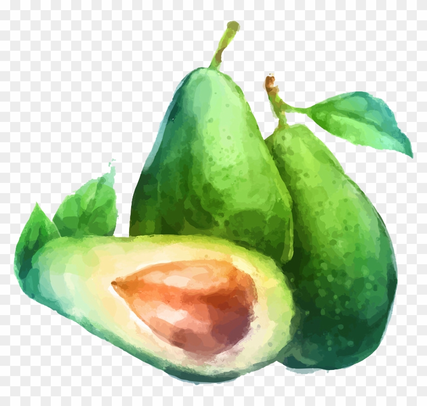 Watercolor Painting Fruit Drawing Illustration - Avocado Png Draw #623102