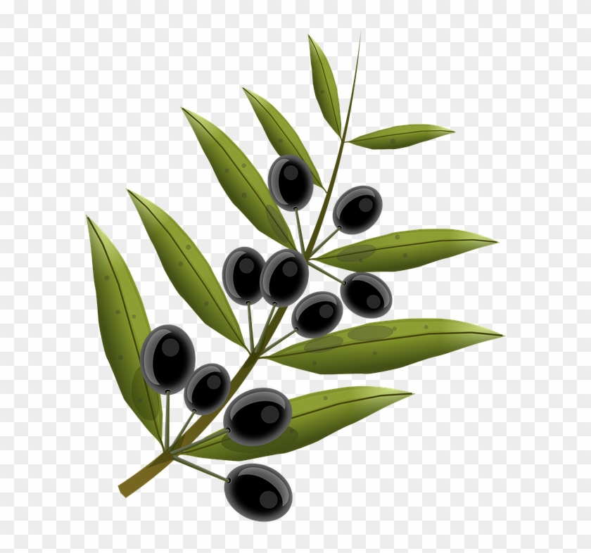 Olive, Tree - - Olivenzweig Türkei #623111