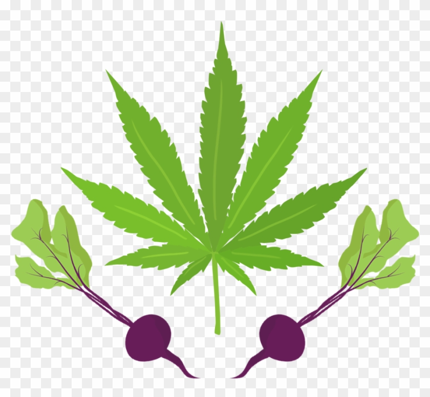 Cannabeets - Marijuana Used For Medical Purposes #623668