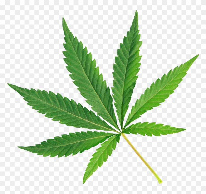 Cannabis And Rain Forest Cbd - Marijuana Leaf White Background #623906