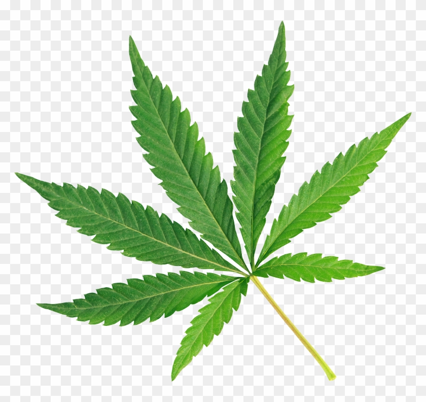 Cannabis And Rain Forest Cbd - Marijuana Leaf White Background - Free  Transparent PNG Clipart Images Download