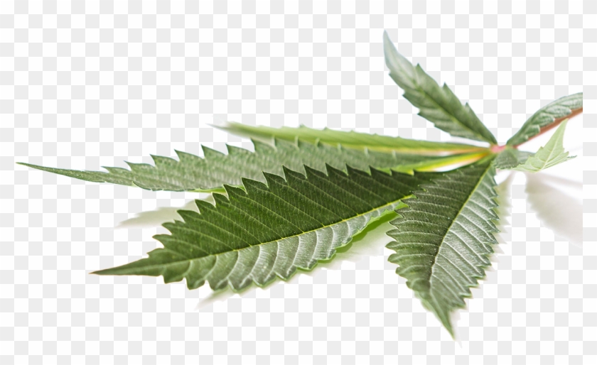 Medical Cannabis Cannabidiol Hemp Leaf - Medical Cannabis Cannabidiol Hemp Leaf #623944