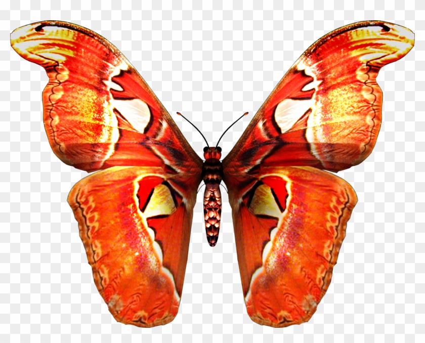 [ Img] - Butterfly Psd #624498