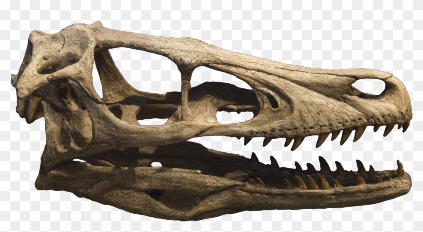 Raptor Skull And Brain Drawing - Velociraptor Skull #624672