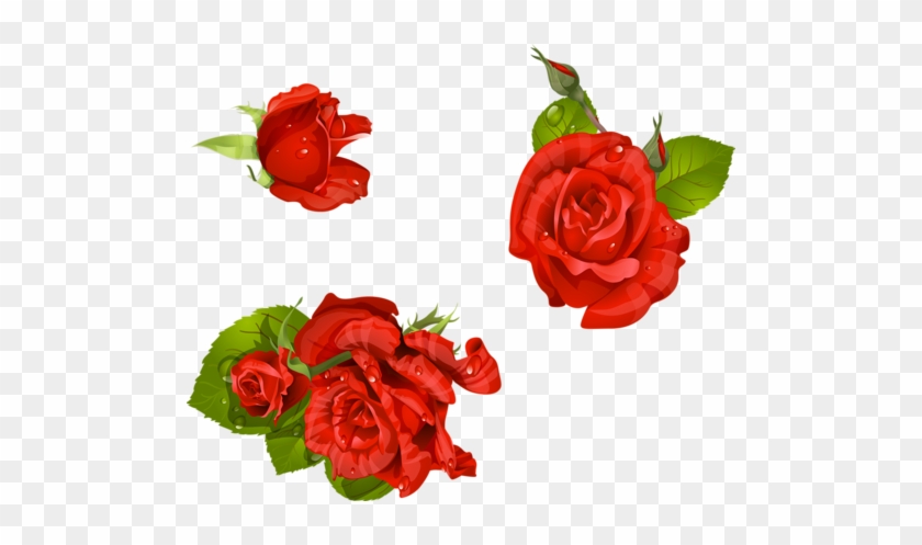 Garden Roses Floribunda Centifolia Roses Cut Flowers - Garden Roses Floribunda Centifolia Roses Cut Flowers #624740