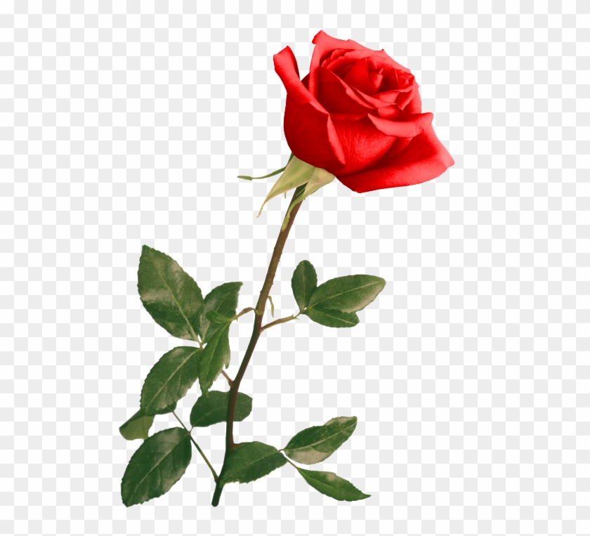 Red Rose By Violettalestrange - Wedding Backgrounds For Photoshop #624707
