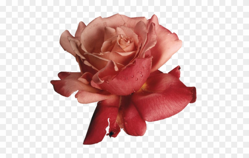 Transparent-flowers - Rubber Stampede Rose Stamp #624896