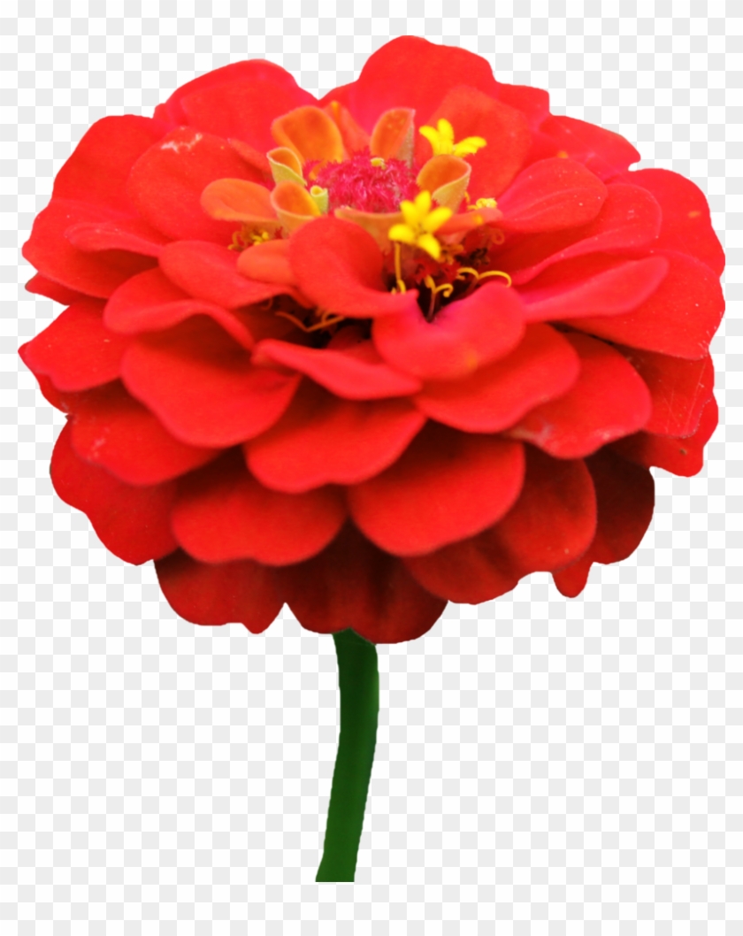 Red Flower Crown Transparent Download - Zinnia Elegans Png #624898