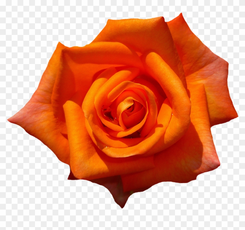 Rose, Orange, Blossom, Bloom, Flower, Orange Roses - Orange Rose Transparent Background #624947