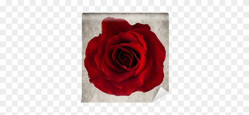 Rose #625003