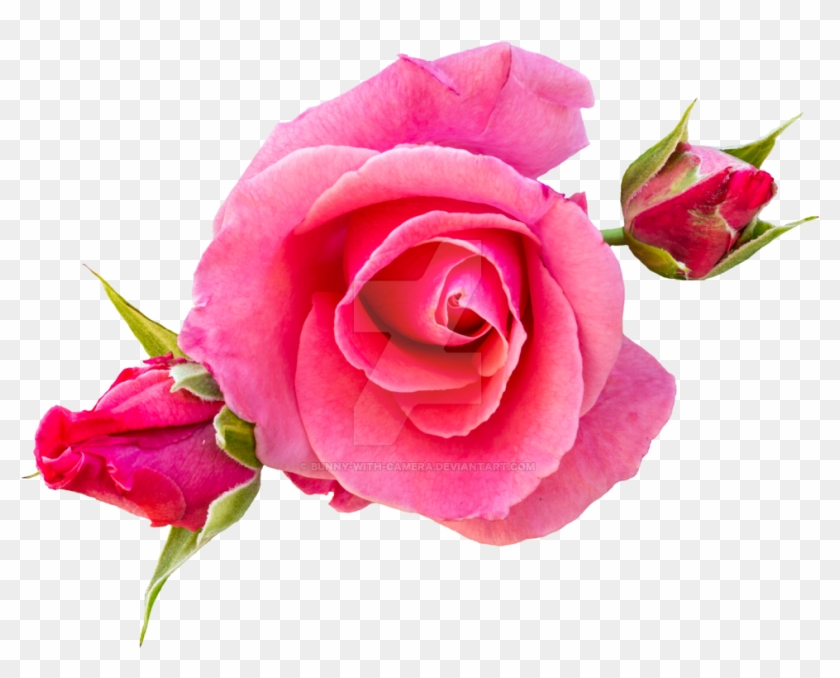 Pink Roses Png By Bunny With Camera - Rose #625096