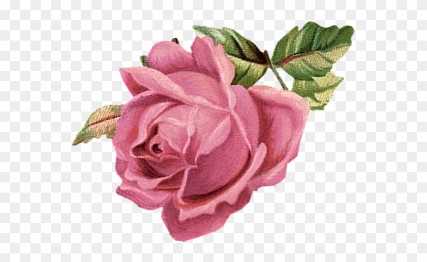 Pink Rose - Vintage Pink Rose Png #625101