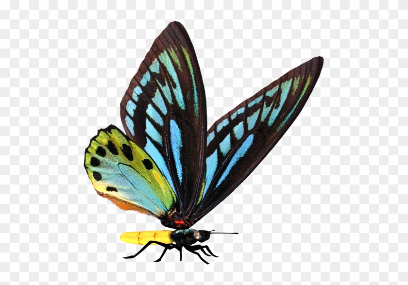 Clip Art - Butterfly Stock #625112