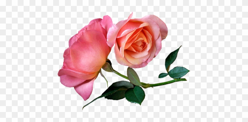 Pink-roses - Good Morning Dear Friend Quotes #625117