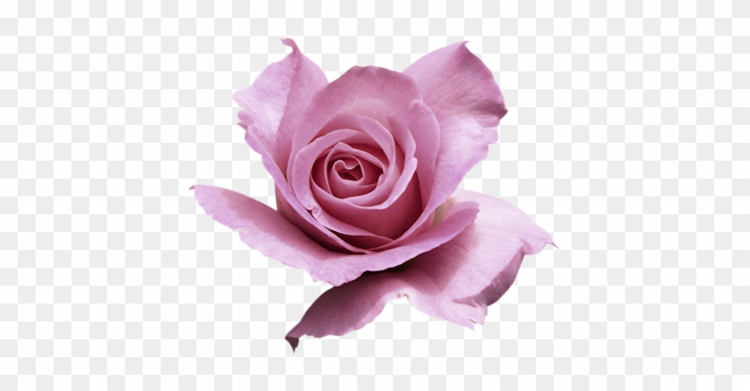Pink-awesome - Rose #625119