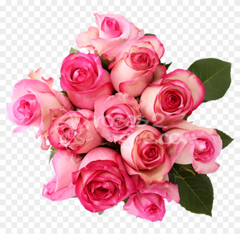 Light Ping And Dark Pink High Quality Fresh Roses In - Rose #625128