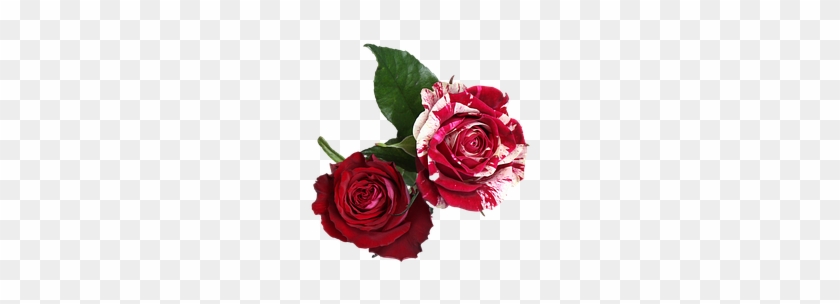 Roses, Flowers, White, Red - Red And White Flower Png #625140