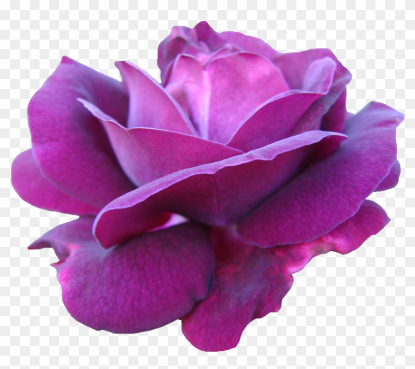 Pre Cut Deep Pink Rose By Jeanmaryanne - Png Purple Rose Flowers Watercolor #625143