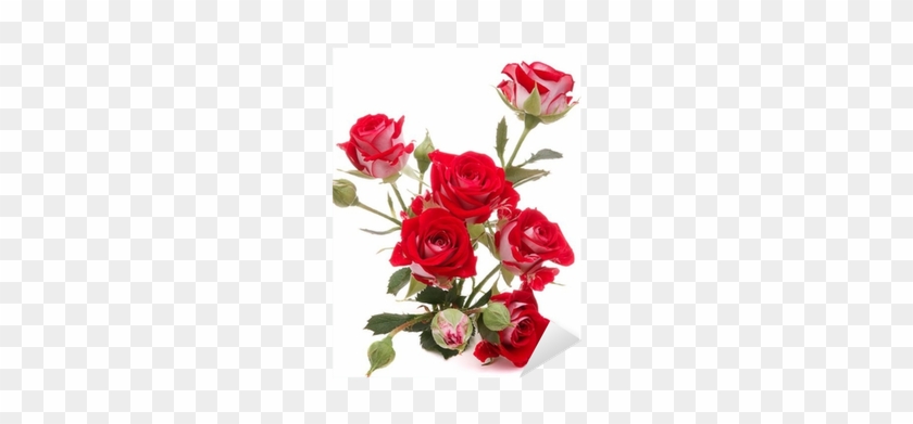 Red Rose Flower Bouquet Isolated On White Background - Rosa Vermelha Com Branco #625144