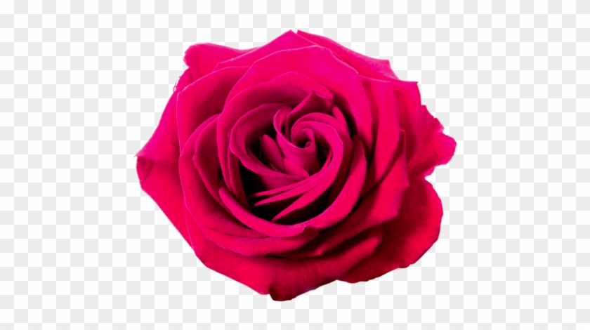 Hot Pink Rose Clip Art - Rose Png Violet #625147