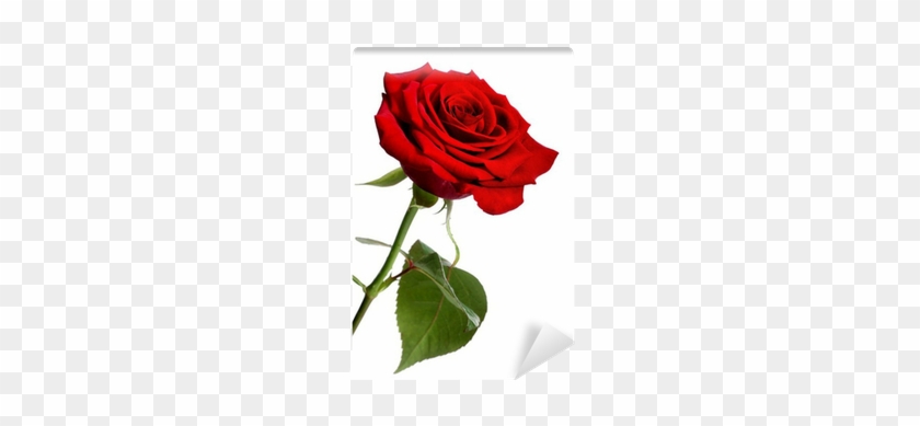 Single Red Rose, Isolated On A White Background Wall - Imagem De Uma Rosa Vermelha #625154