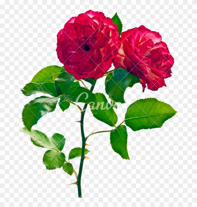 Two Red Roses Isolated On White - Twee Rode Rozen #625157