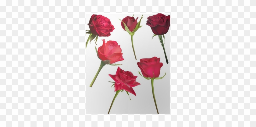 Six Deep Red Rose Flowers Isolated On White Poster - Rose #625159