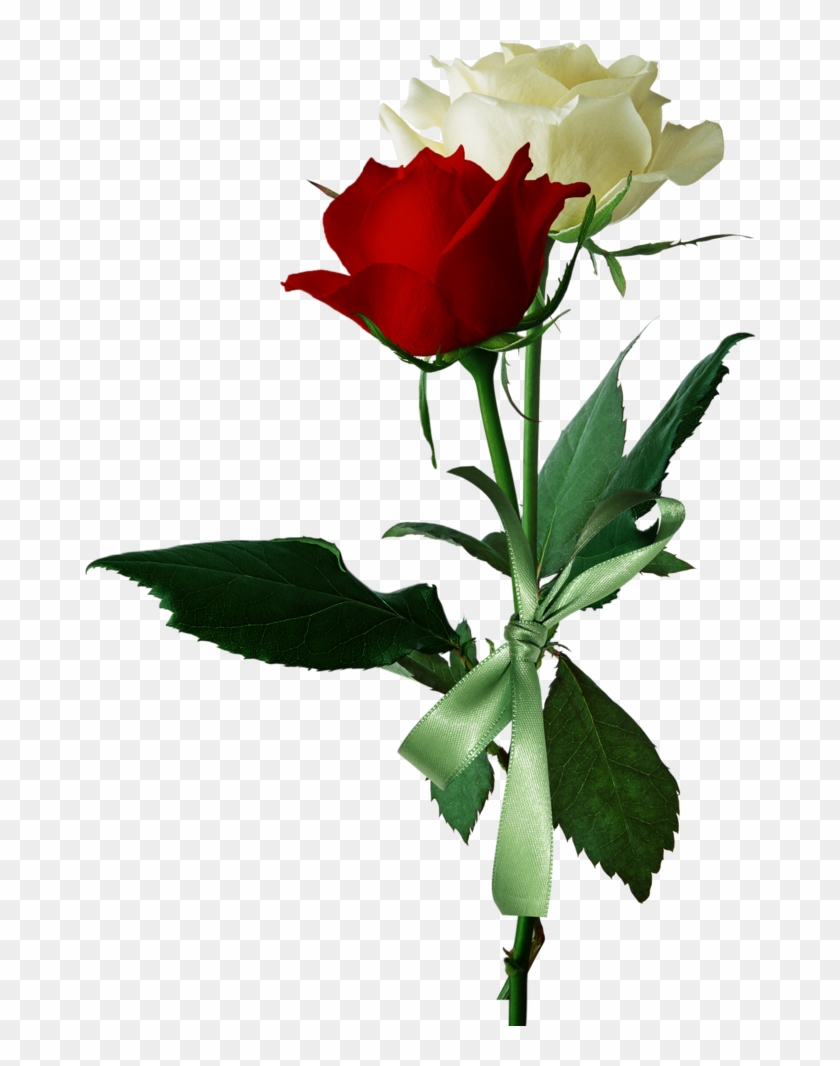 Rose Flower Red White - Rose #625165