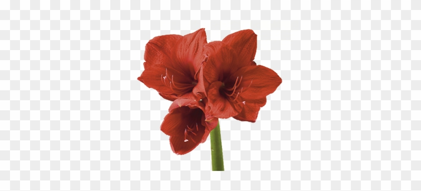 Amaryllis - Flowers Meaning Shy #625169