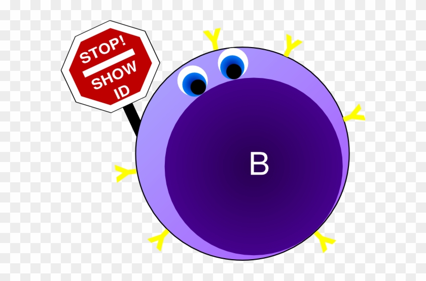 Memory Cells- Remain Viable And Circulating In Lymphatic - B Cells Transparent #625234