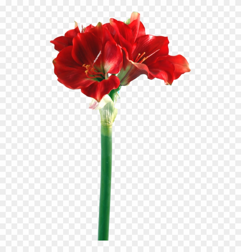 Fleurs,tube,flowers,png - Amaryllis #625516