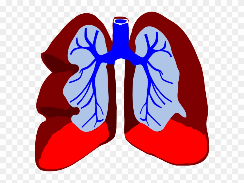 Clipart Lungs #625932