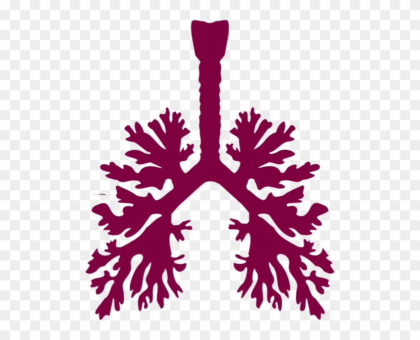 Human Lungs Vector Png #625934