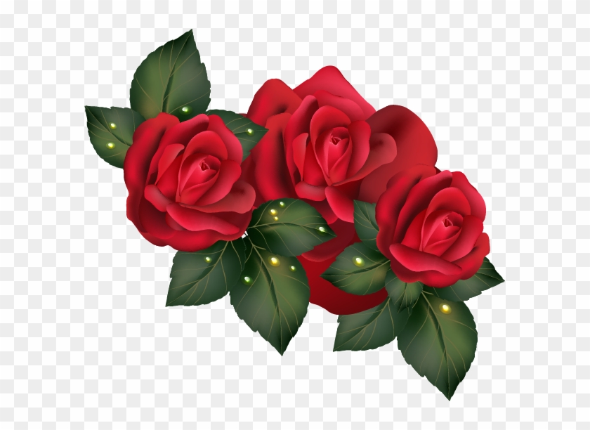 Garden Roses Centifolia Roses Beach Rose Floribunda - Garden Roses Centifolia Roses Beach Rose Floribunda #625980