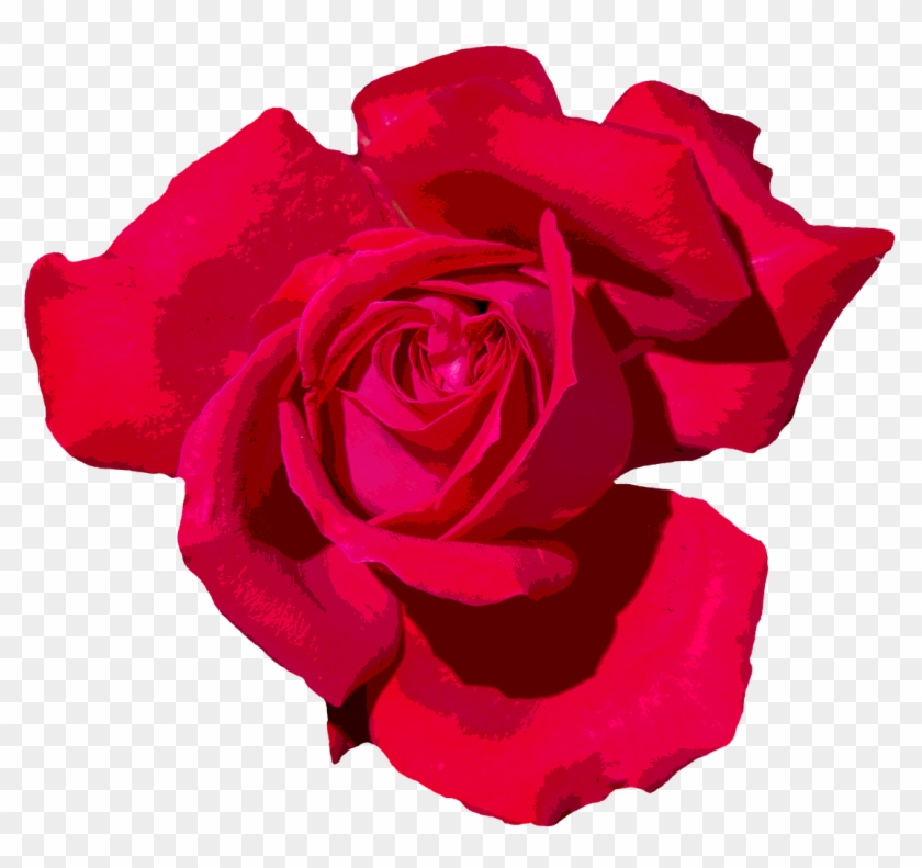 Rose Love Romantic Red Rose Red Png Image - Floribunda #626213