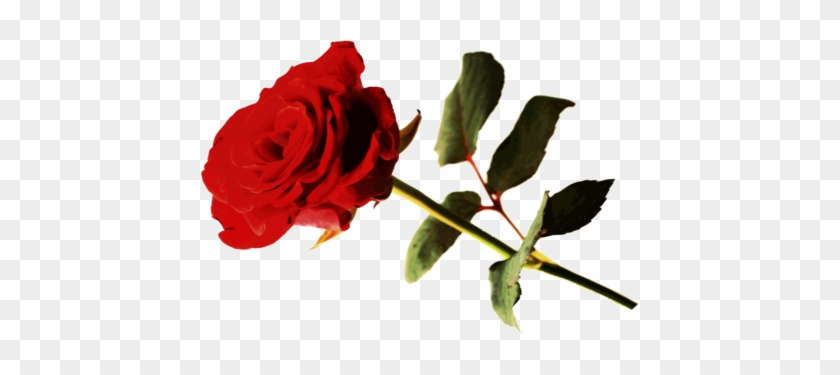 It's A Diamond Of Love - Floribunda #626215