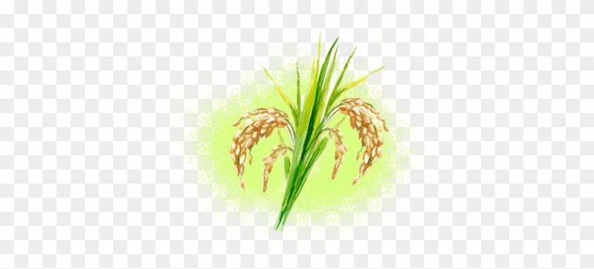 Organic Rice Bran Oil - Fiber Crop #626411