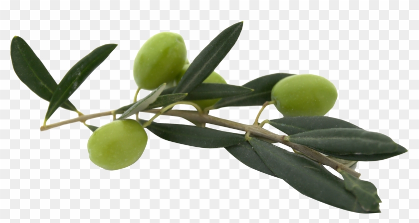 Olive Png #626636